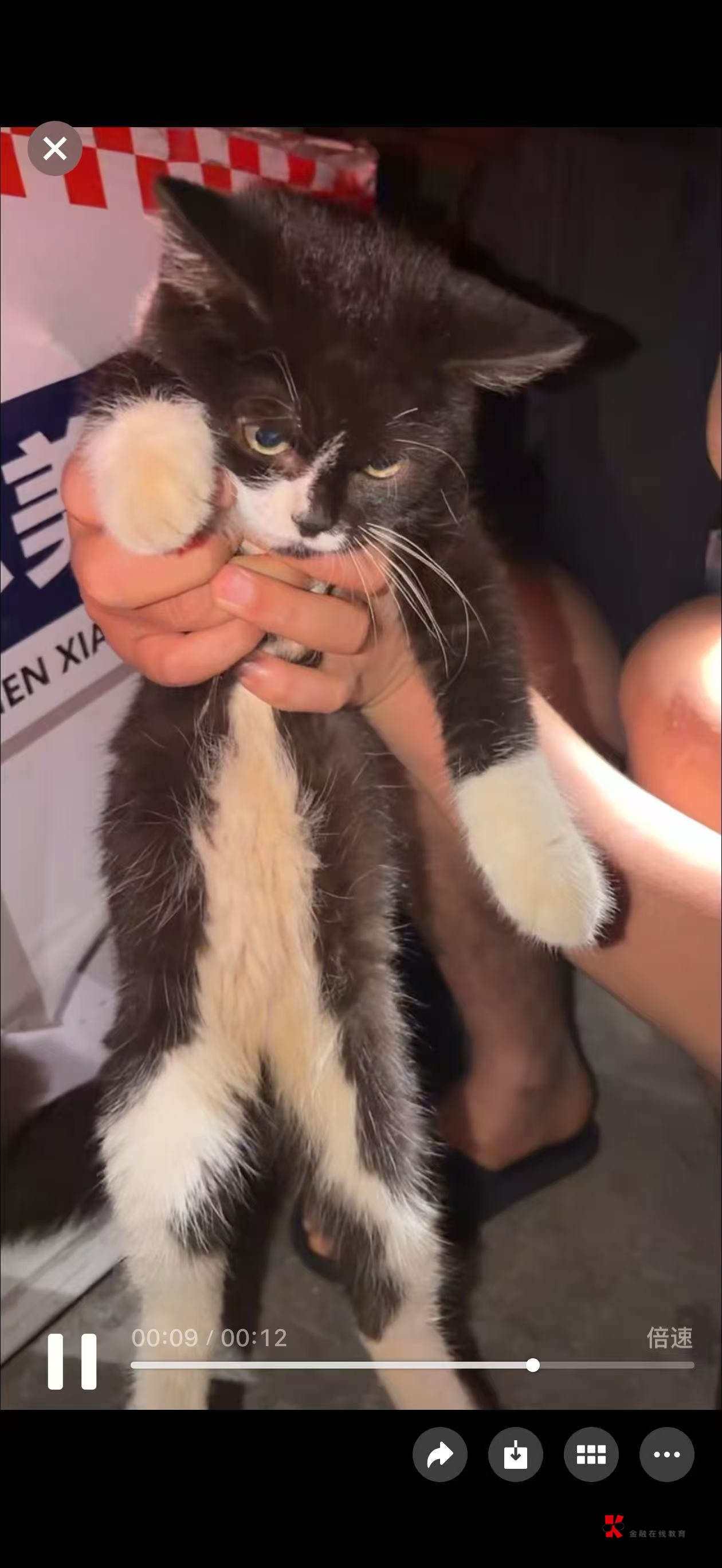 今晚溜狗的时候遇到一只流浪猫，很可爱而且很亲人，没忍住抱回家了，带去洗澡花了30，24 / 作者:卡农第一富哥 / 